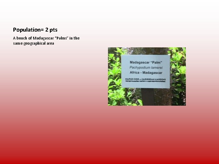 Population= 2 pts A bunch of Madagascar “Palms” in the same geographical area 