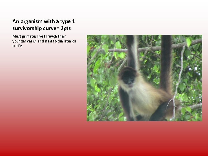 An organism with a type 1 survivorship curve= 2 pts Most primates live through