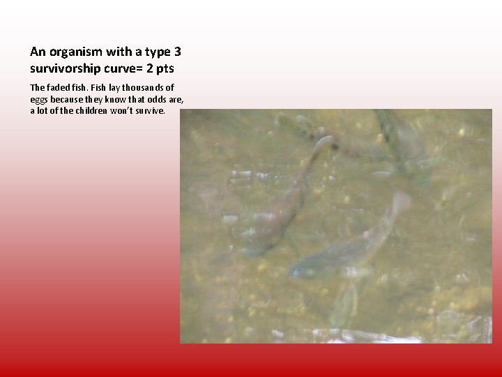 An organism with a type 3 survivorship curve= 2 pts The faded fish. Fish