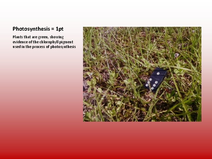 Photosynthesis = 1 pt Plants that are green, showing evidence of the chlorophyll pigment