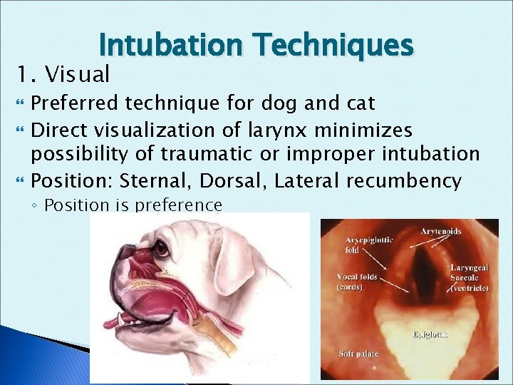 Intubation Techniques 1. Visual Preferred technique for dog and cat Direct visualization of larynx