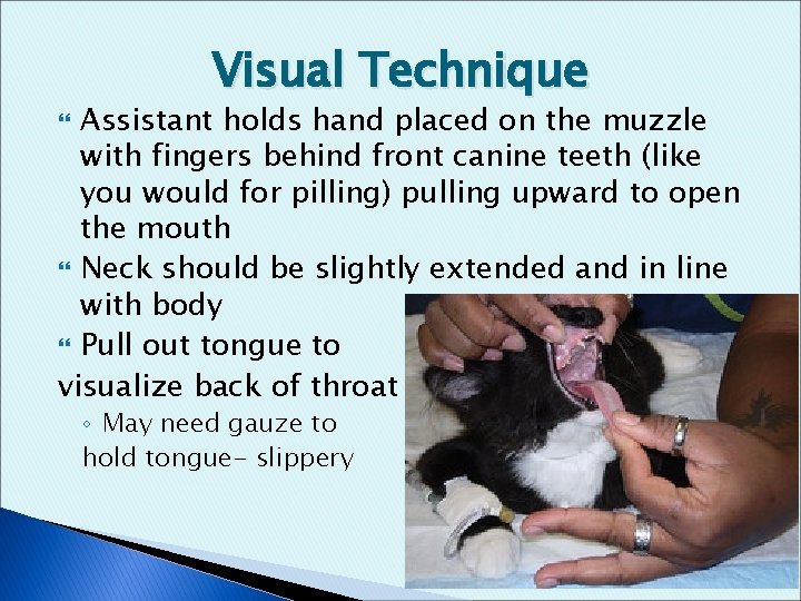 Visual Technique Assistant holds hand placed on the muzzle with fingers behind front canine