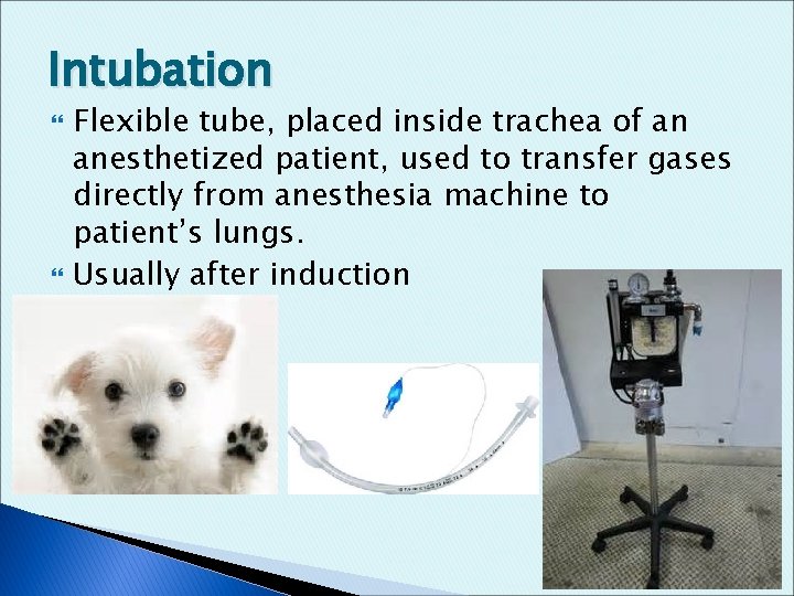 Intubation Flexible tube, placed inside trachea of an anesthetized patient, used to transfer gases