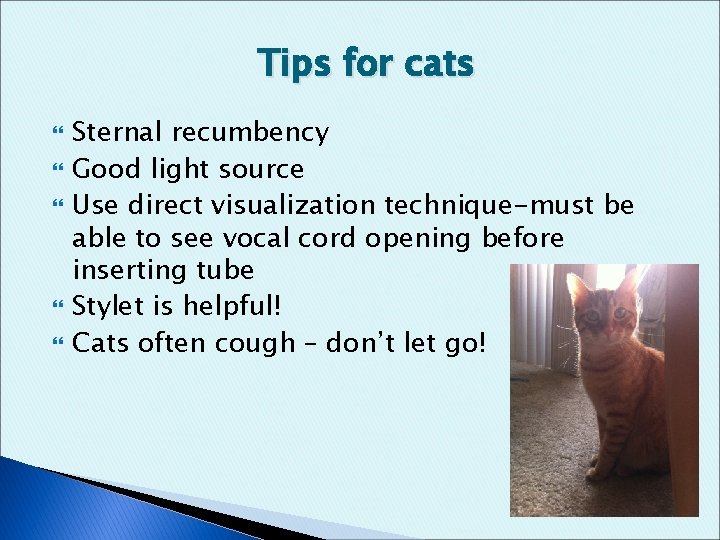 Tips for cats Sternal recumbency Good light source Use direct visualization technique-must be able