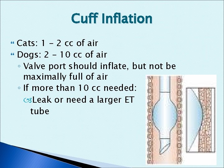 Cuff Inflation Cats: 1 – 2 cc of air Dogs: 2 – 10 cc