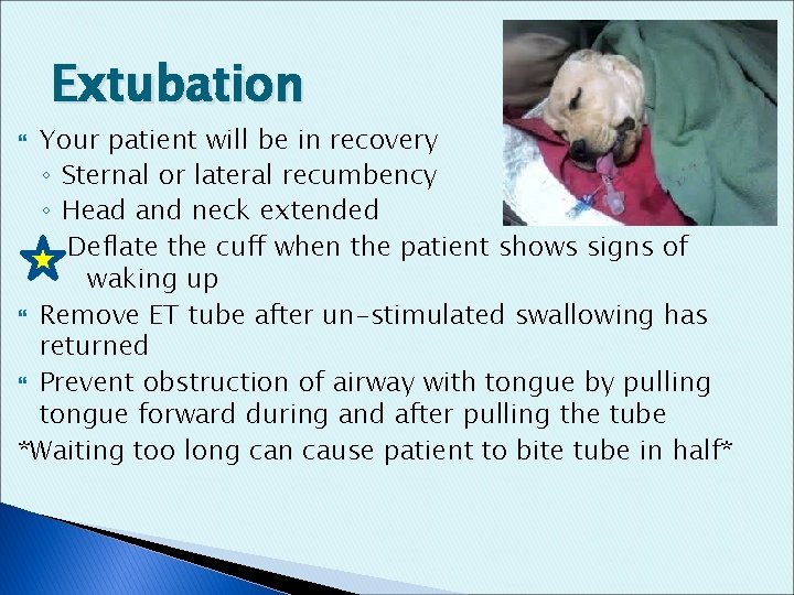 Extubation Your patient will be in recovery ◦ Sternal or lateral recumbency ◦ Head