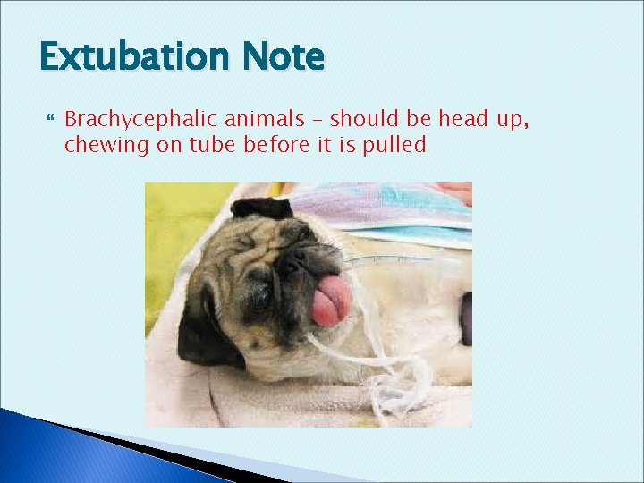 Extubation Note Brachycephalic animals – should be head up, chewing on tube before it