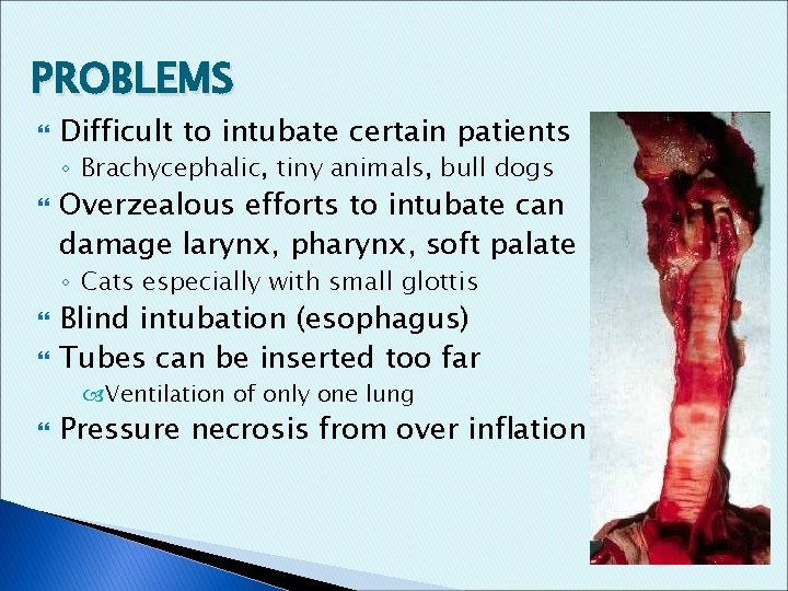 PROBLEMS Difficult to intubate certain patients ◦ Brachycephalic, tiny animals, bull dogs Overzealous efforts