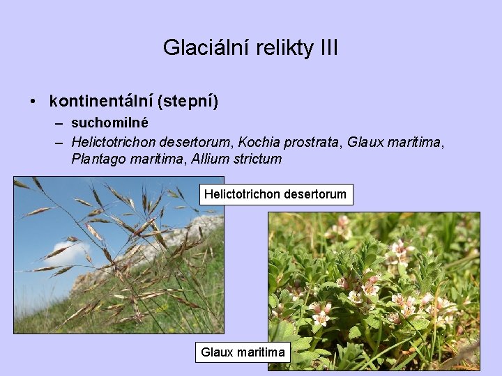 Glaciální relikty III • kontinentální (stepní) – suchomilné – Helictotrichon desertorum, Kochia prostrata, Glaux