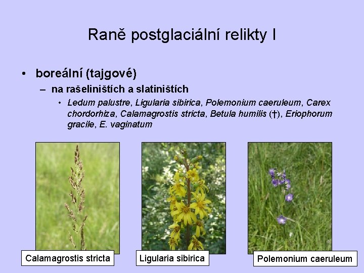 Raně postglaciální relikty I • boreální (tajgové) – na rašeliništích a slatiništích • Ledum