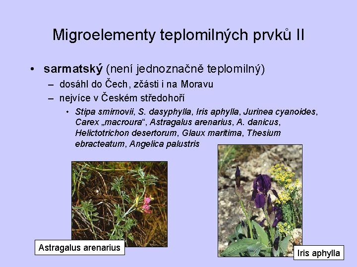 Migroelementy teplomilných prvků II • sarmatský (není jednoznačně teplomilný) – dosáhl do Čech, zčásti