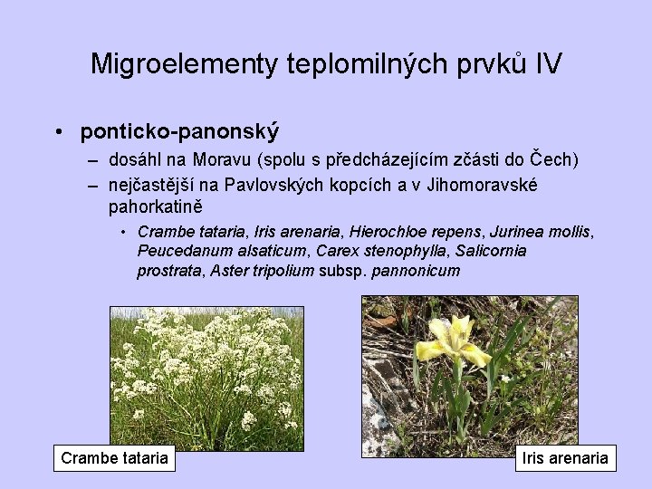 Migroelementy teplomilných prvků IV • ponticko-panonský – dosáhl na Moravu (spolu s předcházejícím zčásti