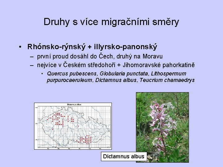 Druhy s více migračními směry • Rhónsko-rýnský + illyrsko-panonský – první proud dosáhl do