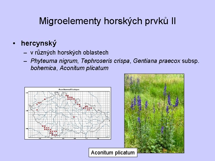 Migroelementy horských prvků II • hercynský – v různých horských oblastech – Phyteuma nigrum,
