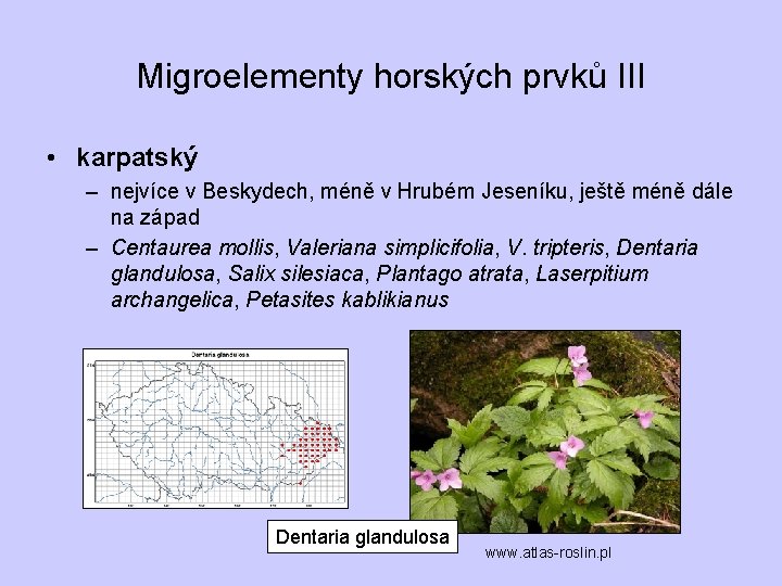 Migroelementy horských prvků III • karpatský – nejvíce v Beskydech, méně v Hrubém Jeseníku,