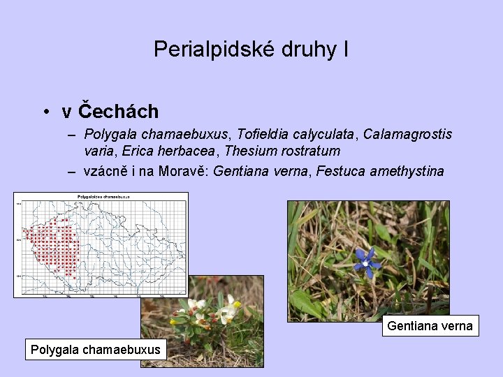 Perialpidské druhy I • v Čechách – Polygala chamaebuxus, Tofieldia calyculata, Calamagrostis varia, Erica