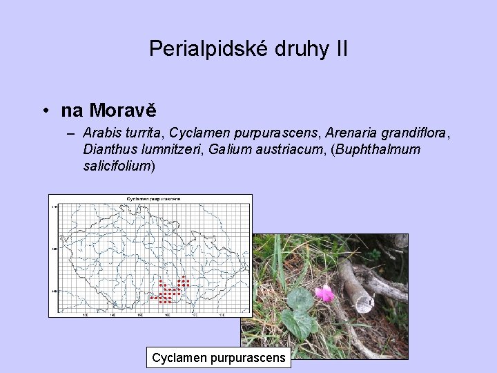 Perialpidské druhy II • na Moravě – Arabis turrita, Cyclamen purpurascens, Arenaria grandiflora, Dianthus