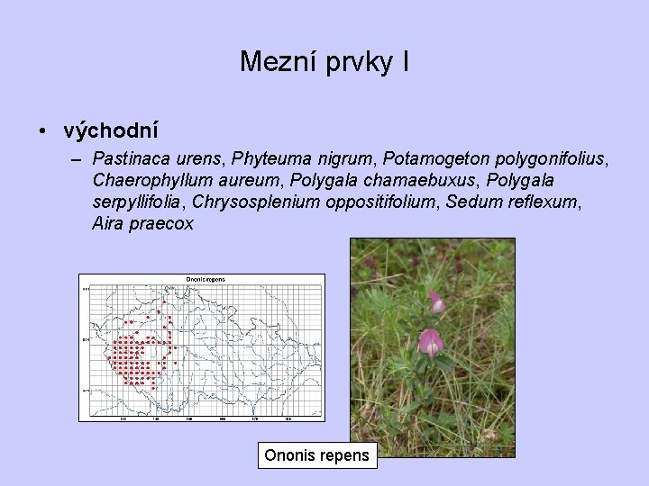 Mezní prvky I • východní – Pastinaca urens, Phyteuma nigrum, Potamogeton polygonifolius, Chaerophyllum aureum,