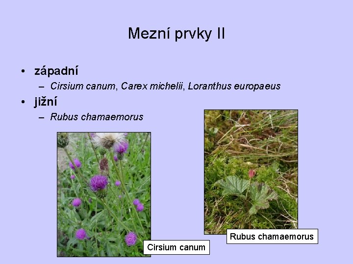 Mezní prvky II • západní – Cirsium canum, Carex michelii, Loranthus europaeus • jižní