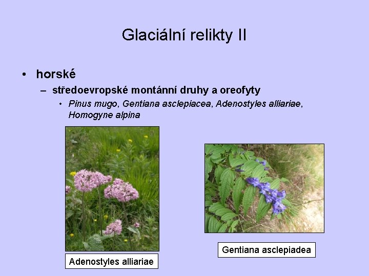 Glaciální relikty II • horské – středoevropské montánní druhy a oreofyty • Pinus mugo,