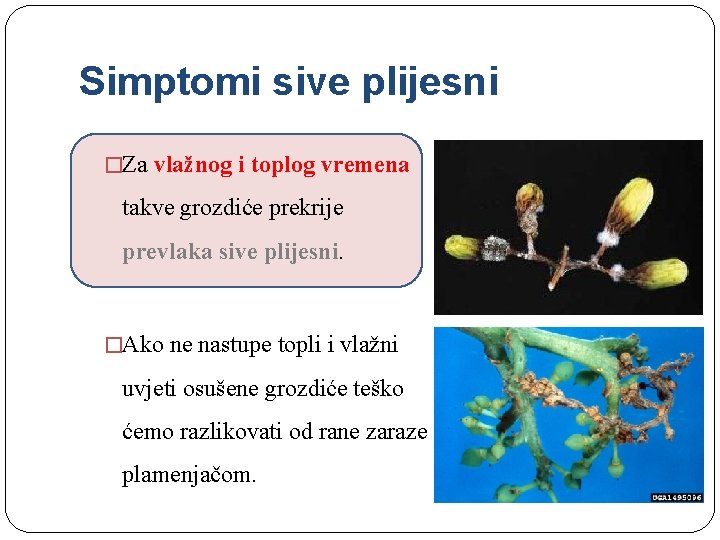 Simptomi sive plijesni �Za vlažnog i toplog vremena takve grozdiće prekrije prevlaka sive plijesni.