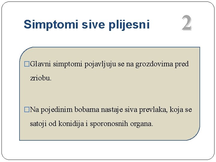 Simptomi sive plijesni 2 �Glavni simptomi pojavljuju se na grozdovima pred zriobu. �Na pojedinim