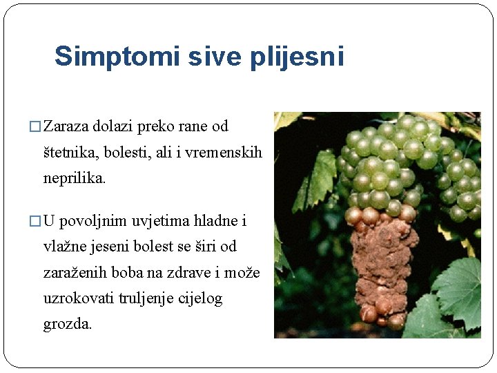 Simptomi sive plijesni � Zaraza dolazi preko rane od štetnika, bolesti, ali i vremenskih