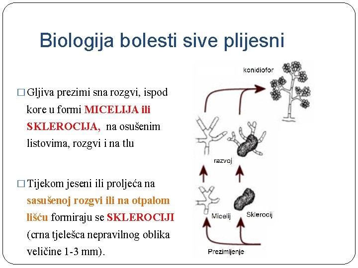 Biologija bolesti sive plijesni � Gljiva prezimi sna rozgvi, ispod kore u formi MICELIJA