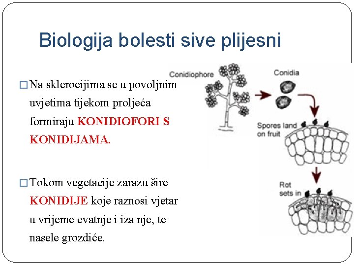 Biologija bolesti sive plijesni � Na sklerocijima se u povoljnim uvjetima tijekom proljeća formiraju