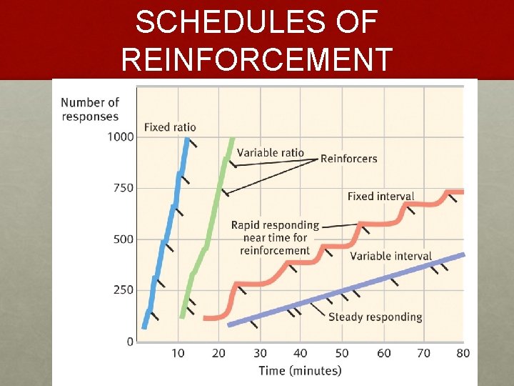 SCHEDULES OF REINFORCEMENT 