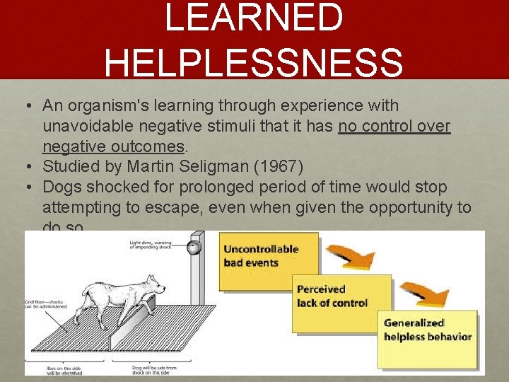 LEARNED HELPLESSNESS • An organism's learning through experience with unavoidable negative stimuli that it