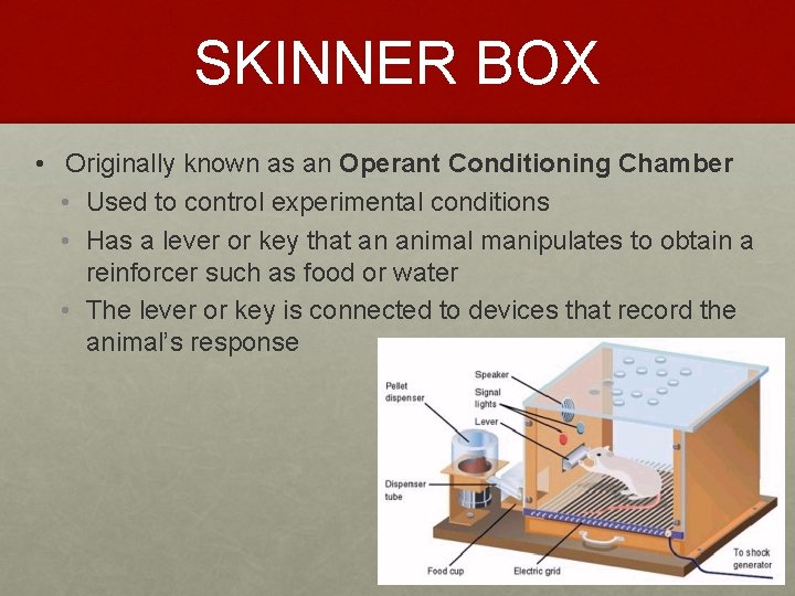 SKINNER BOX • Originally known as an Operant Conditioning Chamber • Used to control