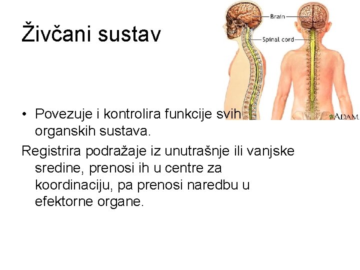 Živčani sustav • Povezuje i kontrolira funkcije svih organskih sustava. Registrira podražaje iz unutrašnje