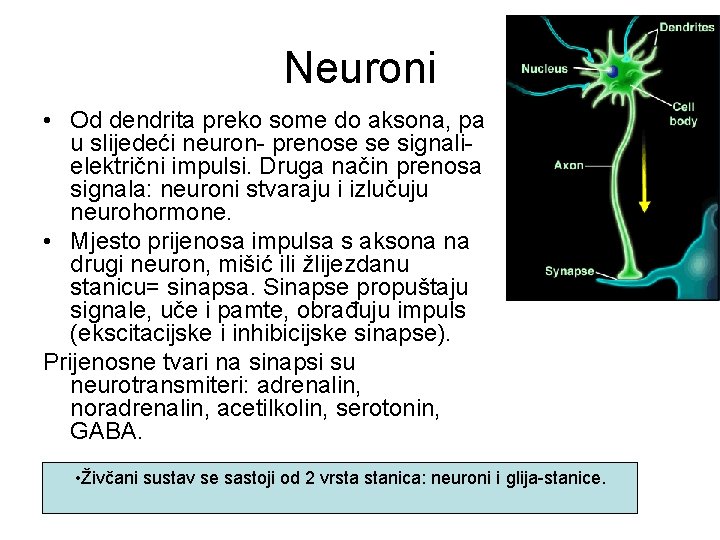 Neuroni • Od dendrita preko some do aksona, pa u slijedeći neuron- prenose se