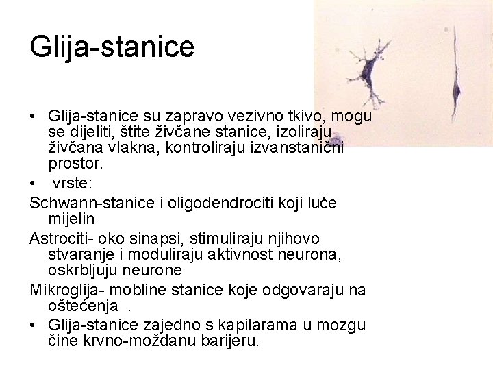 Glija-stanice • Glija-stanice su zapravo vezivno tkivo, mogu se dijeliti, štite živčane stanice, izoliraju