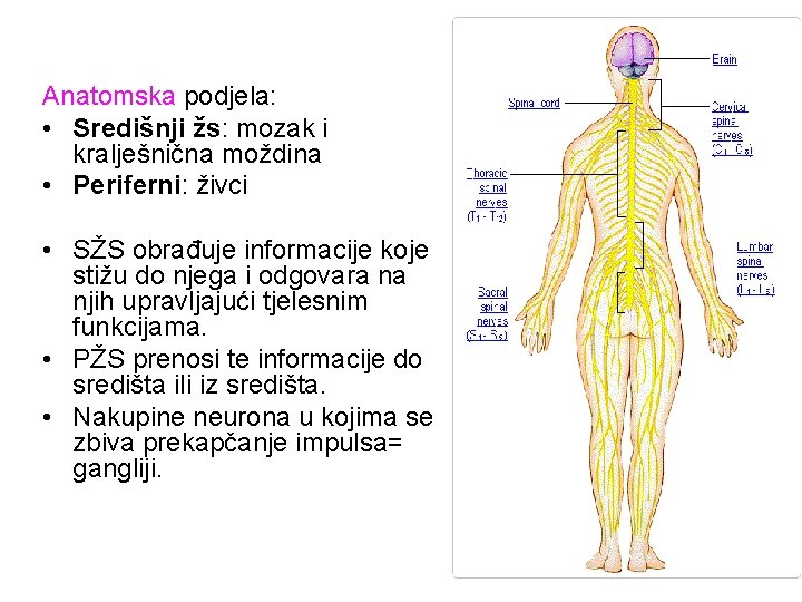 Anatomska podjela: • Središnji žs: mozak i kralješnična moždina • Periferni: živci • SŽS