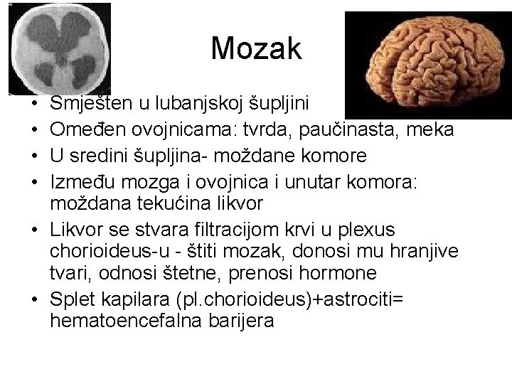 Mozak • • Smješten u lubanjskoj šupljini Omeđen ovojnicama: tvrda, paučinasta, meka U sredini