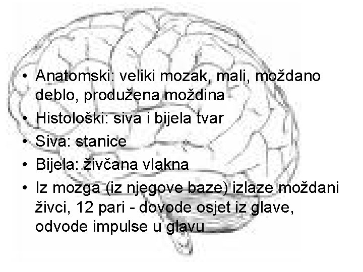  • Anatomski: veliki mozak, mali, moždano deblo, produžena moždina • Histološki: siva i