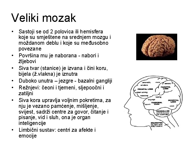 Veliki mozak • Sastoji se od 2 polovica ili hemisfera koje su smještene na