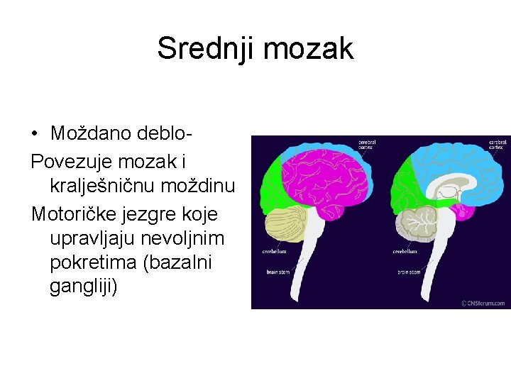 Srednji mozak • Moždano deblo. Povezuje mozak i kralješničnu moždinu Motoričke jezgre koje upravljaju