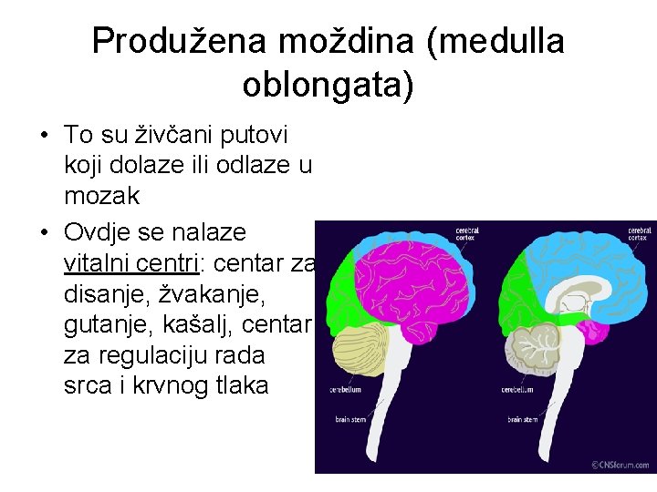 Produžena moždina (medulla oblongata) • To su živčani putovi koji dolaze ili odlaze u