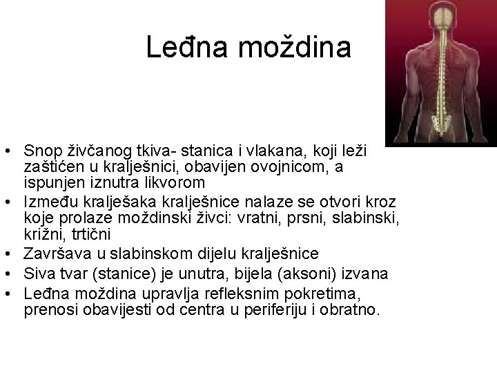 Leđna moždina • Snop živčanog tkiva- stanica i vlakana, koji leži zaštićen u kralješnici,