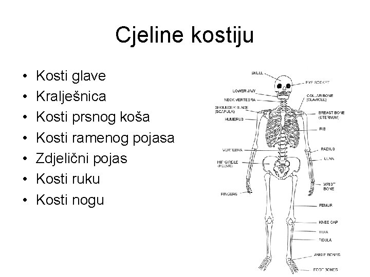 Cjeline kostiju • • Kosti glave Kralješnica Kosti prsnog koša Kosti ramenog pojasa Zdjelični