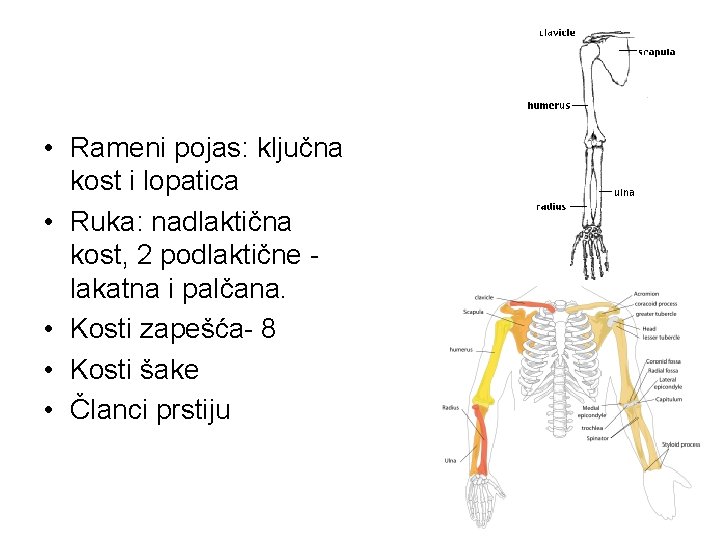 • Rameni pojas: ključna kost i lopatica • Ruka: nadlaktična kost, 2 podlaktične