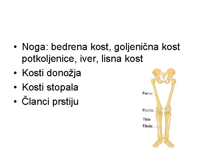  • Noga: bedrena kost, goljenična kost potkoljenice, iver, lisna kost • Kosti donožja