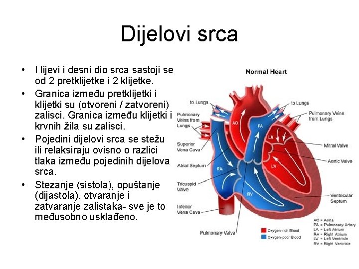 Dijelovi srca • I lijevi i desni dio srca sastoji se od 2 pretklijetke