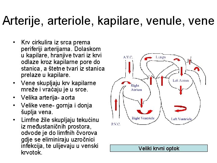 Arterije, arteriole, kapilare, venule, vene • Krv cirkulira iz srca prema periferiji arterijama. Dolaskom