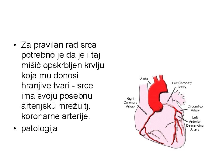  • Za pravilan rad srca potrebno je da je i taj mišić opskrbljen