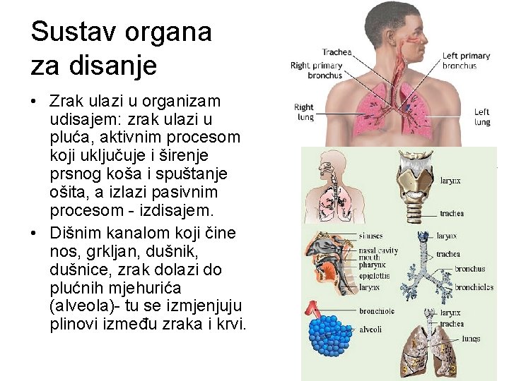 Sustav organa za disanje • Zrak ulazi u organizam udisajem: zrak ulazi u pluća,