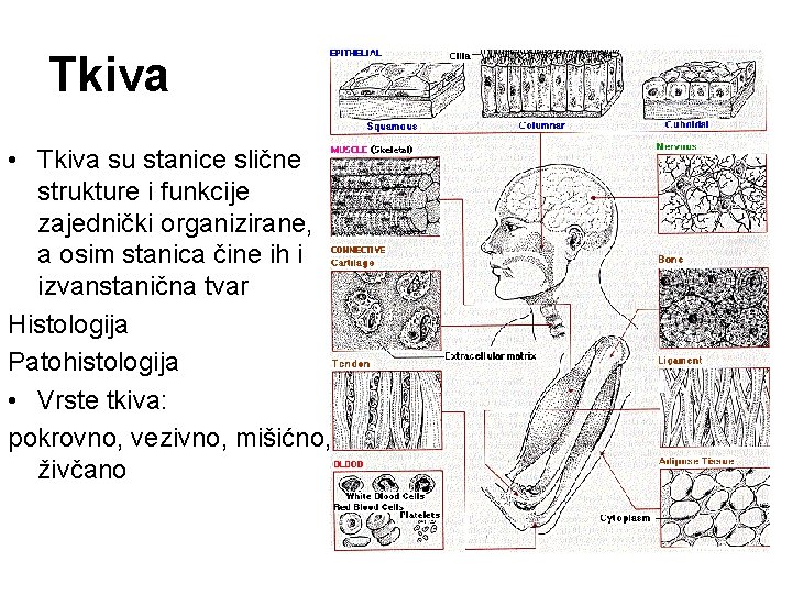 Tkiva • Tkiva su stanice slične strukture i funkcije zajednički organizirane, a osim stanica